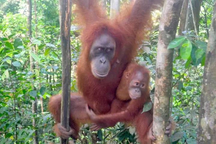 Brown Bamboo Guest House & Trekking Bukit Lawang Exterior photo