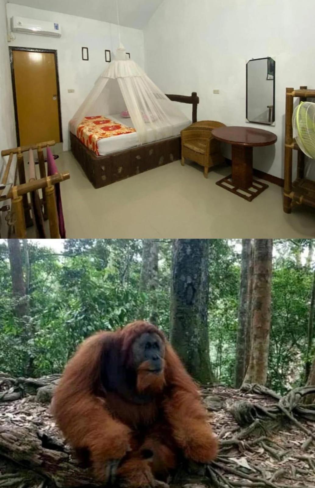 Brown Bamboo Guest House & Trekking Bukit Lawang Exterior photo